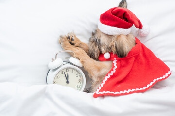 Brussels Griffon puppy wearing  red santa hat and cape sleeps with alarm clock on a bed under white...