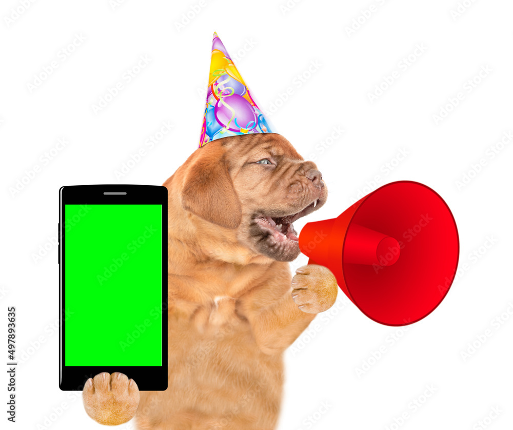Poster mastiff puppy wearing party cap screaming into a megaphone and holds smartphone with empty green scr