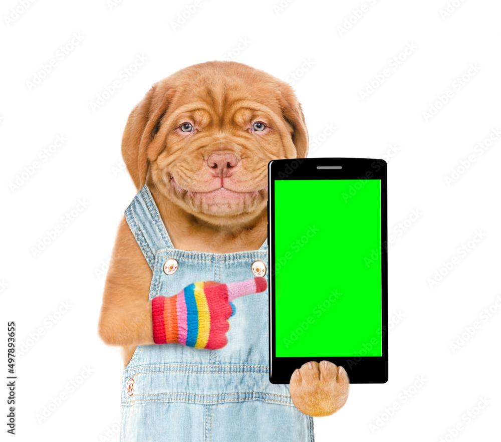 Poster Smiling puppy wearing overalls points on smartphone with empty green screen. Isolated on white background