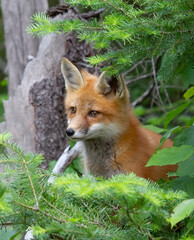 Naklejka na ściany i meble Red fox kit (Vulpes vulpes) hiding in bushes in Algonquin Park, Canada in autumn
