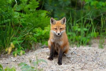 Red fox kit (Vulpes vulpes) in pine tree forest in Algonquin Park, Canada in autumn