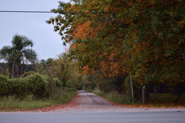 otoñal calle salida amarillo pintoresco hojas caer amarillo bosque
