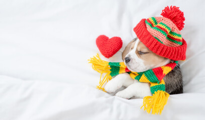 Cute Beagle puppy wearing warm hat and scarf sleeps under warm blanket on a bed at home with red heart. Top down view. Empty space for text