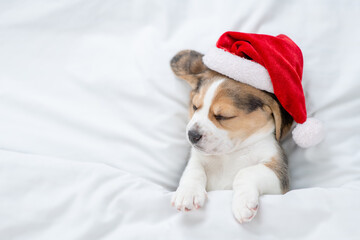 Tiny Beagle puppy wearing red santa hat sleeps under white blanket at home. Top down view