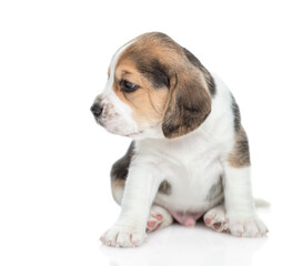 Little beagle puppy looking away. isolated on white background