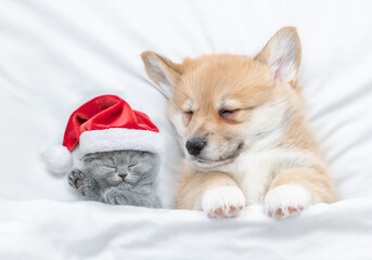 Fototapeta na wymiar Cute kitten and Corgi puppy wearing santa hats sleep together under a white blanket on a bed at home. Top down view