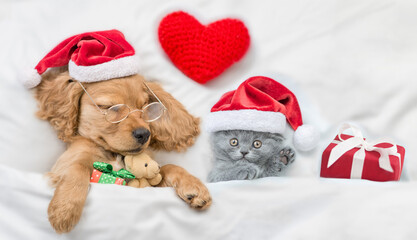 English Cocker spaniel puppy and tiny kitten wearing santa hats sleep together with red heart and gift box under white warm blanket on a bed at home. Pets hug toy bears. Top down view