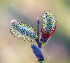 close up shot of willow flower on a blur background
