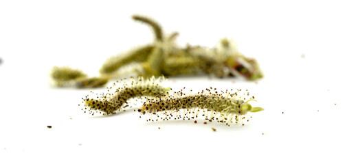 Nature awakes in spring. Blooming willow twigs and furry willow-catkins.studio picture on white background