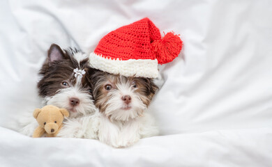 Two Biewer Yorkshire terrier puppies wearing santa hat lying with toy bear under warm blanket on a...