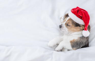 Tiny Beagle puppy wearing red santa hat sleeps under white blanket at home. Top down view. Empty...
