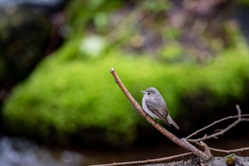北海道の6月、渓谷のコサメビタキ。
