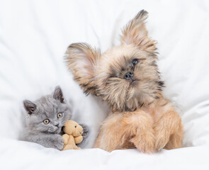 Cute pets. Funny Brussels Griffon puppy lying with young kitten under white warm blanket on a bed...