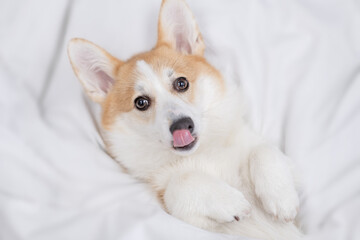 Welsh Corgi puppy sleeps under warm blanket on a bed at home. Top down view