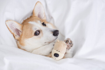 Cozy Welsh Corgi puppy sleeps under warm blanket on a bed at home and hugs toy bear. Top down view