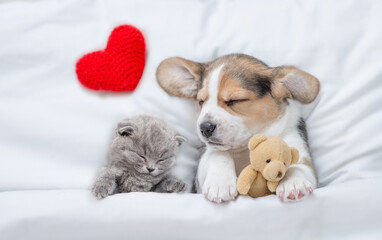 Lovely kitten and Beagle puppy sleep with red heart under a white blanket on a bed at home. Puppy hugs toy bear. Top down view