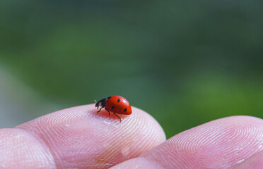 a red beetle in a man's hand