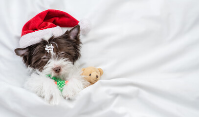 Sleepy Biewer Yorkshire terrier  puppy wearing red santa hat sleeps with gift box under white...