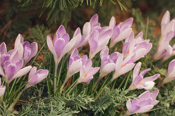 The first crocus flowers grew in the park. Closeup