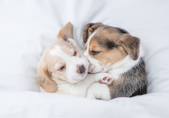 Two cozy Beagle puppies sleep  together under a white blanket on a bed at home. Top down view