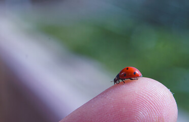 a red beetle in a man's hand