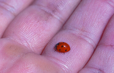 a red beetle in a man's hand