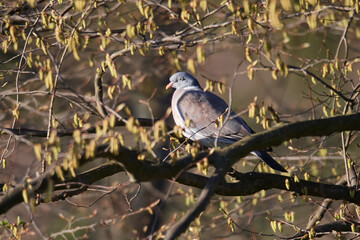 Ringeltauben im Frühjahr während der Balz	