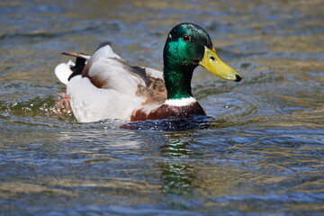 Stockente im Frühjahr in der Spree	