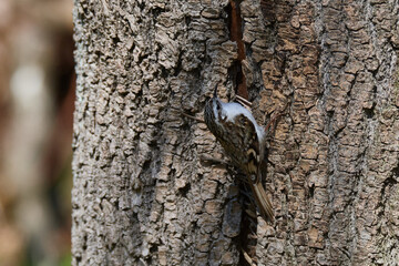 Gartenbaumläufer an einem Baum beim Nestbau	