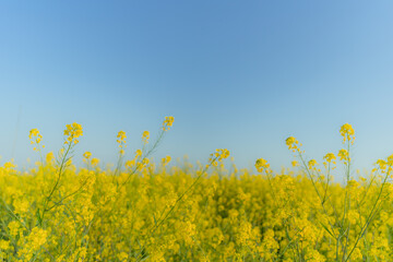 Obraz premium 菜の花