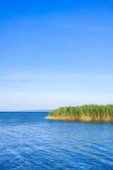 Reeds on the shore of the Zalew Szczeciński.