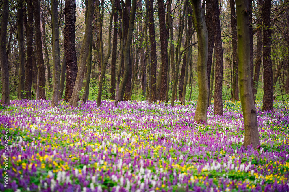 Aufkleber Spring glade in forest with flowering Corydalis cava in sunny day undercover of the tree canopy.