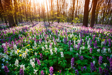 Spring glade in forest with flowering Corydalis cava in sunny day undercover of the tree canopy.