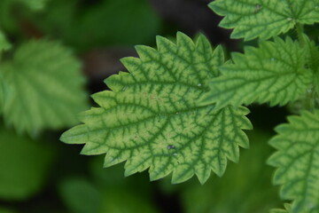fern leaf