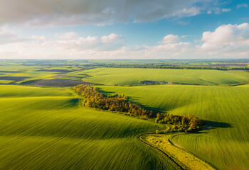 Abstraction agricultural area and green wavy fields in sunny day.
