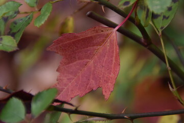 red maple leaves
