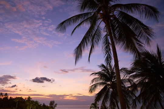 High palm trees on the background of the purple sky at sunset