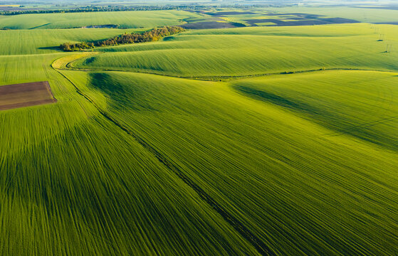 Abstraction agricultural area and green wavy fields in sunny day.