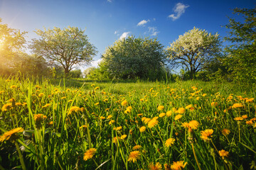 Fototapeta premium Green meadow with yellow dandelions in an ornamental garden on a sunny day.