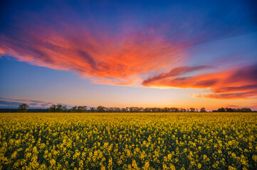 Perfect field of yellow rapeseed and cultivated land at sunset.