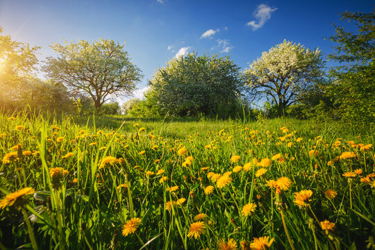 Green meadow with yellow dandelions in an ornamental garden on a sunny day.