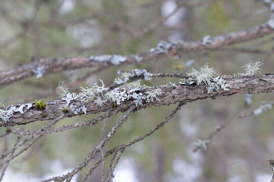 Parmelia sulcata and Usnea lichens growing on the tree branch in forest