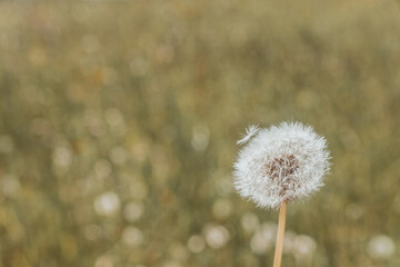 A fluffy lone ball of dandelion. Flowering spring meadow background.