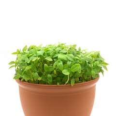 Basil microgreens in a plastic pot
