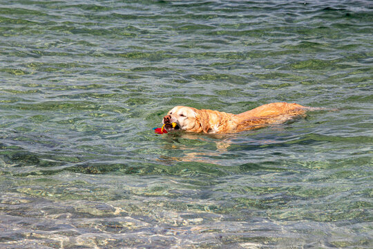 Golden retriever enjoys playing with dog toy in the clear water of famous Padulella beach, Portoferraio, Island of Elba, Italy