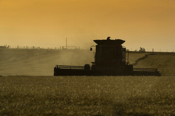Naklejka premium Harvester machine, harvesting in the Argentine countryside, Buenos Aires province, Argentina.