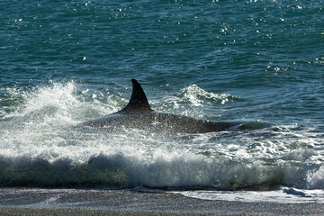 Fototapeta premium Orca patrolling the coast,Peninsula Valdes, Patagonia Argentina