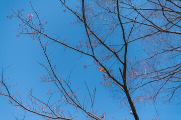 tree branches against blue sky
