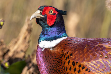 Male Pheasant (Phasianus colchicus) with colourful plumage