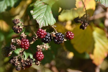 berries of a blackberry